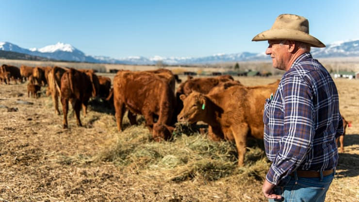     Nông dân Martin Davis kiểm tra những con bò và bê Red Angus của mình sau khi cho ăn vào ngày 21/4/2020 tại Paradise Valley, Montana. 