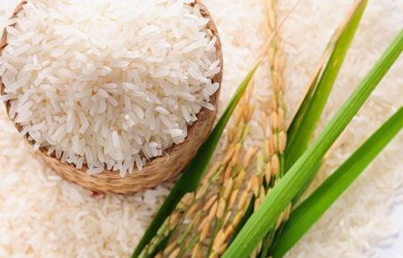 Giá gạo xuất khẩu Việt Nam hiện cao nhất thế giới