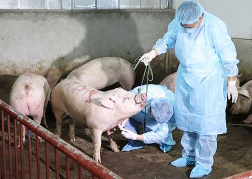 Bộ Tài chính đã cấp bổ sung kinh phí cho 55 địa phương bị ảnh hưởng dịch tả lợn châu Phi