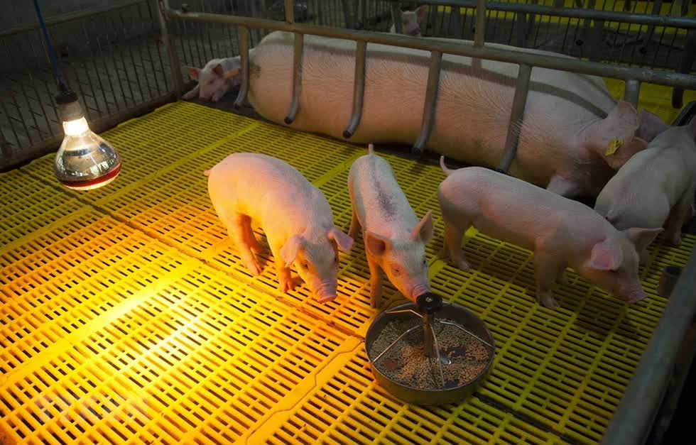 Chuồng nuôi lợn giống của một hộ nông dân ở huyện Tân Hiệp, Kiên Giang. Ảnh: TTXVN.