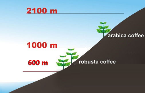   Độ cao thích hợp trồng cà phê arabica trên 1.000m.  