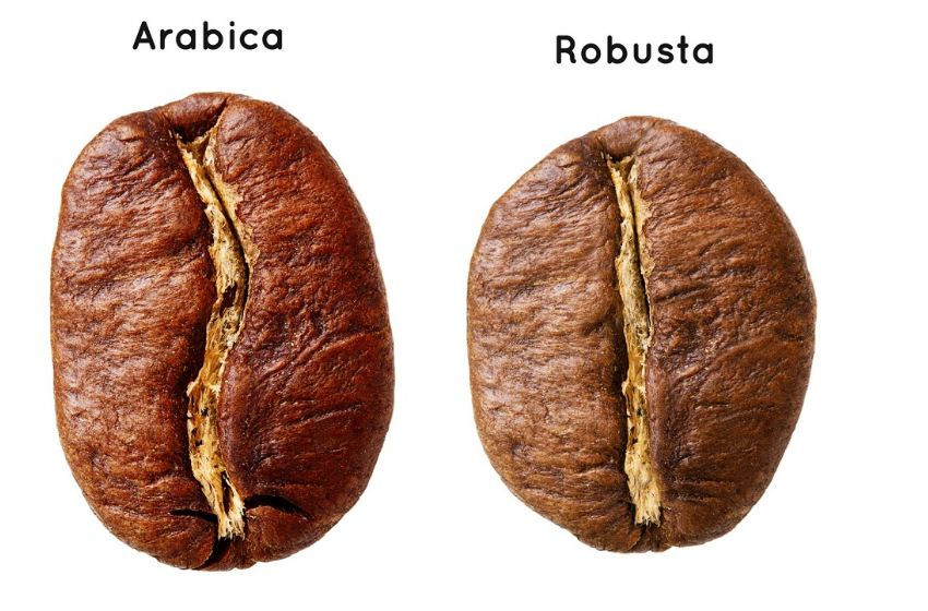 Khác nhau giữa hạt cà phê Arabica và Robusta.