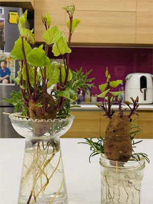 Cách trồng khoai lang thủy sinh, vừa trang trí vừa có rau sạch ăn
