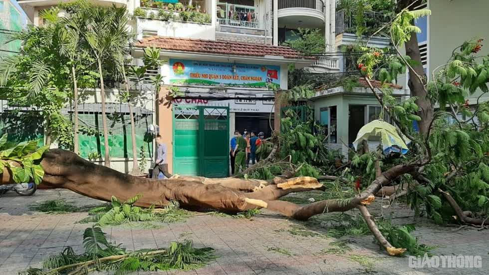   Một số nhánh phượng đã gãy khi ngã xuống đất. Ảnh: Báo Giao thông