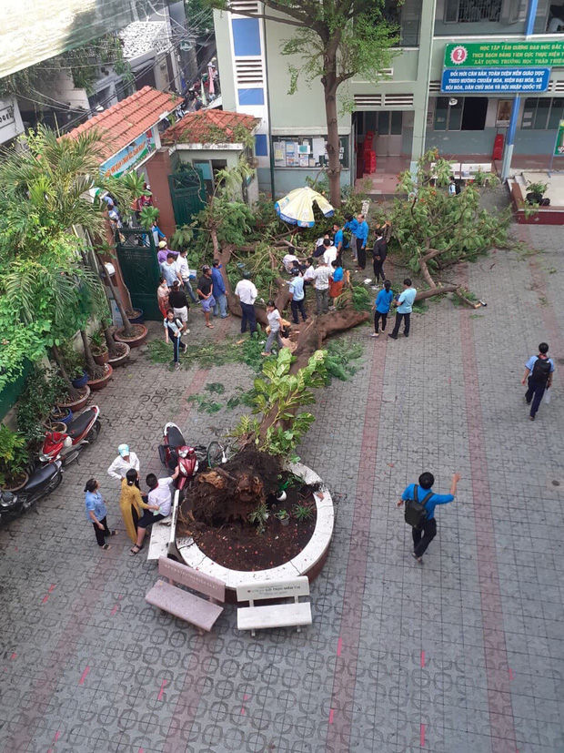 Hiện trường cây phượng đổ trong khuôn viên trường THCS Bạch Đằng (quận 3, TP.HCM) sáng ngày 26/5.