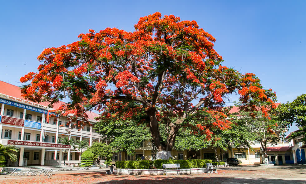 Phượng là một loại cây gắn liền với thời học sinh của nhiều thế hệ người Việt Nam.