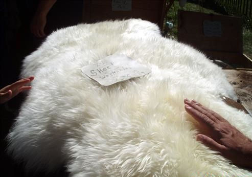 Cảm nhận chăn lông cừu bằng tay để phân biệt chăn lông cừu thật giả.