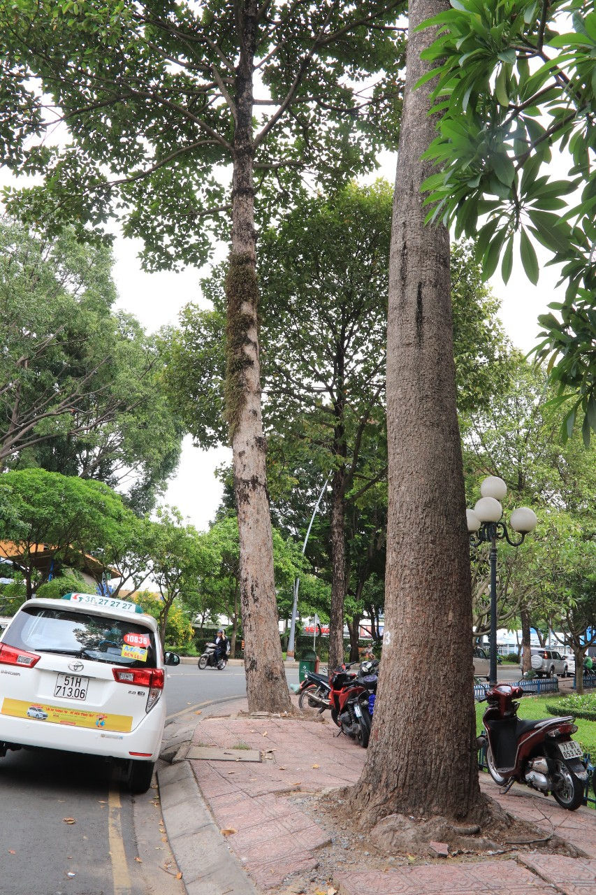 Một góc cua trên đường Hoàng Sa, đoạn gần cầu Thị Nghè, có rất nhiều cây xanh được trồng hai bên đường, quy hoạch cây xanh được thực hiện theo chỉ đạo của UBND TP.HCM. Ảnh: Tri Thức