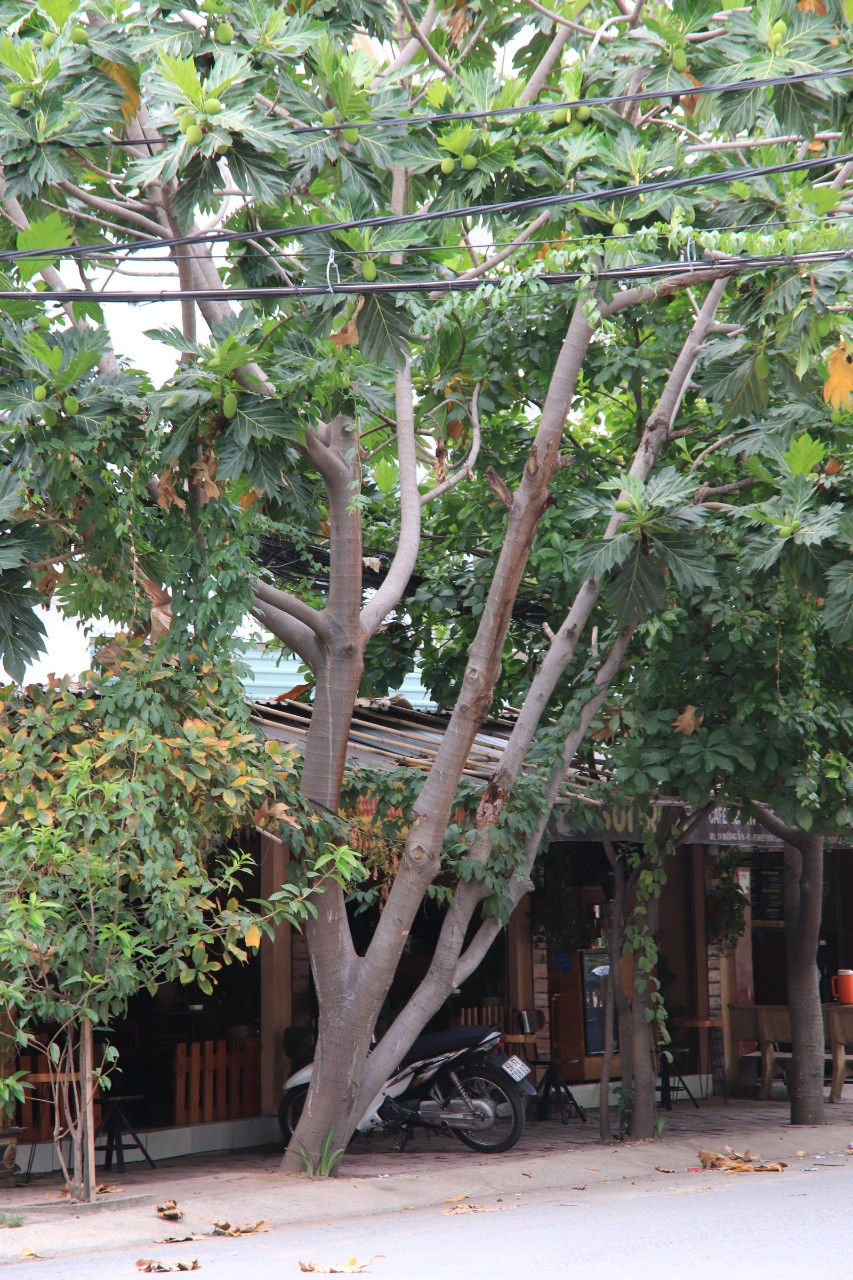  Sa kê là cây thân gỗ lớn, chiều cao có thể 20-30 mét, đường kính thân cây trưởng thành 0,6 -1,8 mét. Trong ảnh, một cây sa kê vươn cao qua các đường dây điện, dây cáp quang, thế cây nghiêng hẳn ra đường nguy cơ gãy đổ khá cao trong mùa mưa bão. Ảnh: Tri Thức