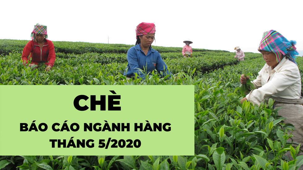 Báo cáo ngành hàng chè cuối tháng 5/2020: Xuất khẩu sang Nga tăng.