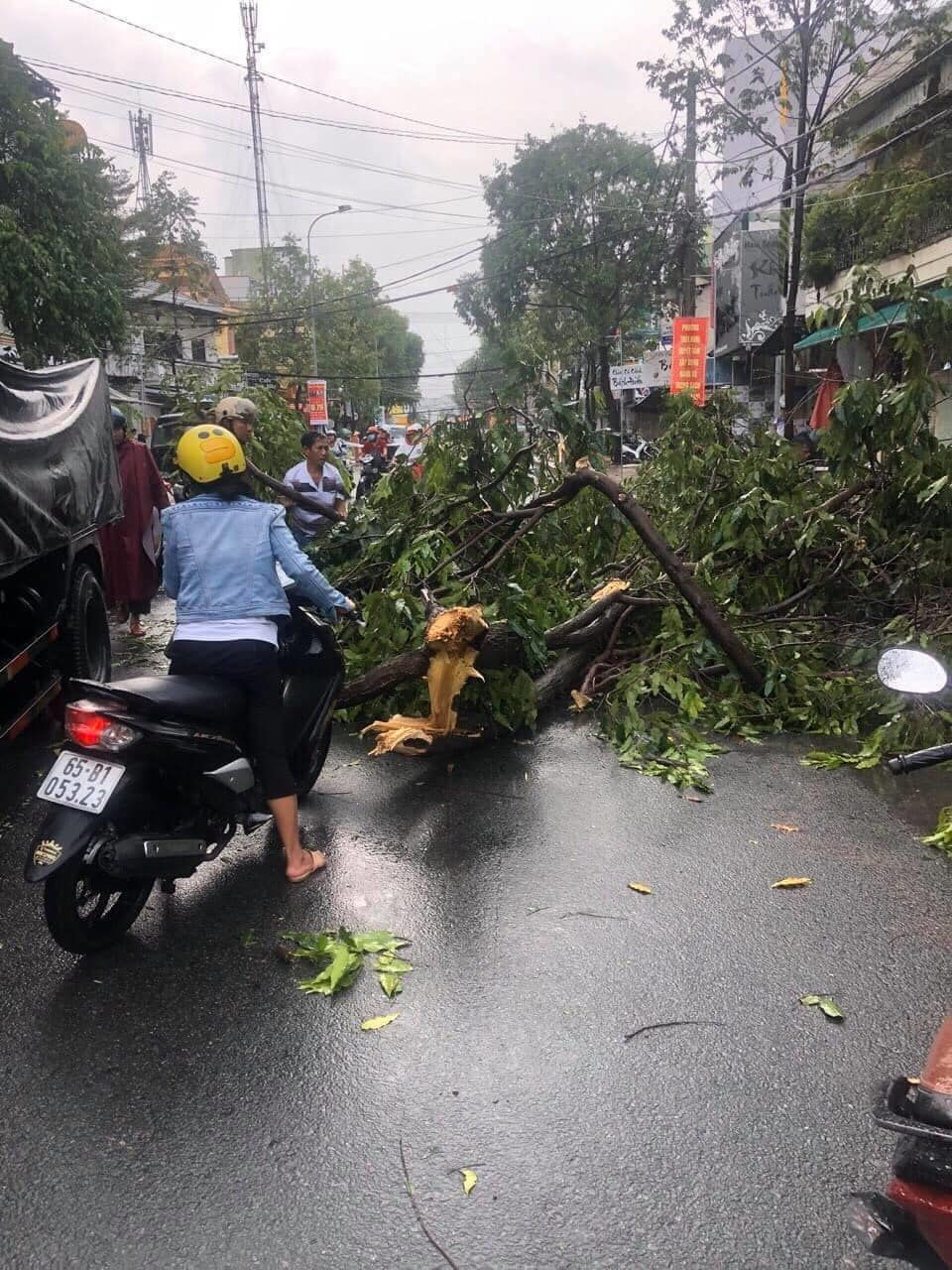 Mưa lớn khiến hàng loạt cây xanh bật gốc đè lên ô tô ở Cần Thơ