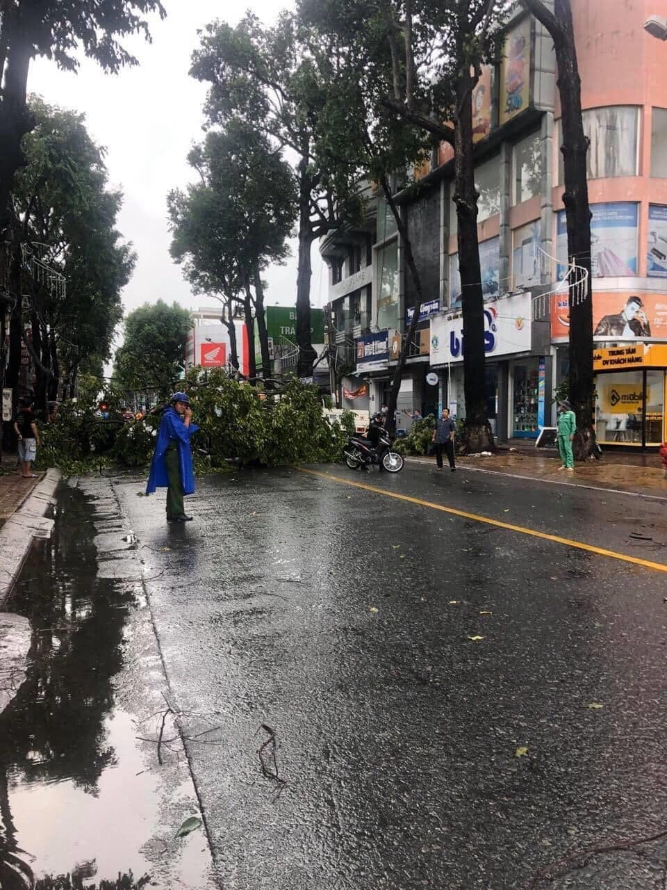   Mưa lớn kèm gió mạnh, hàng loạt cây xanh ở Cần Thơ bật gốc.  