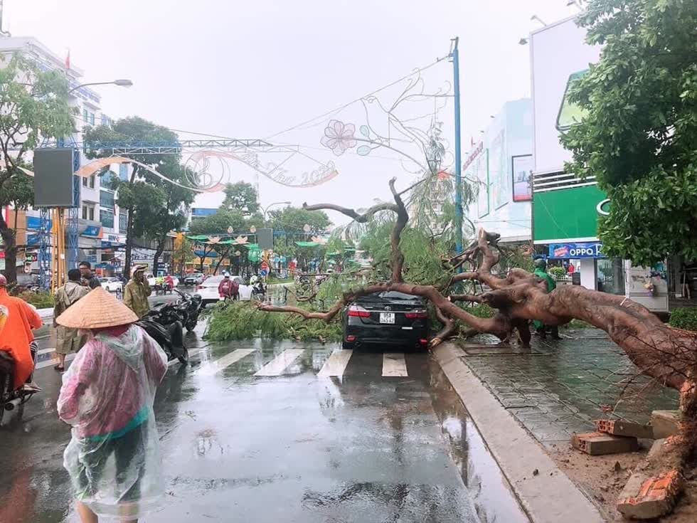 Một cây phượng lớn, lâu năm bật gốc đè lên ôtô 4 chỗ gây hư hỏng nặng.