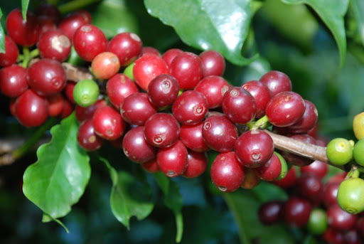 Giá cà phê thế giới giảm gần 26USD/tấn
