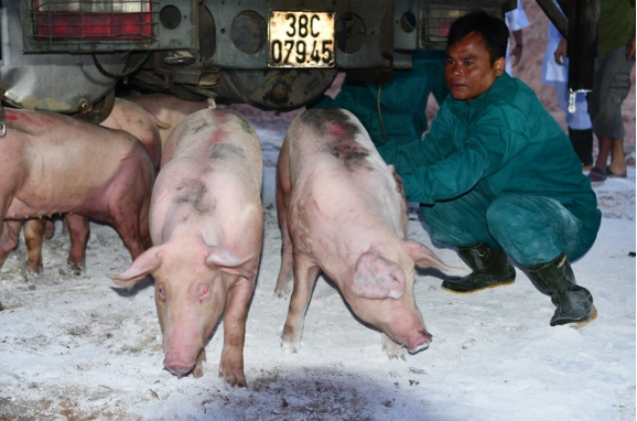     Nhập khẩu heo sống từ Thái Lan để tăng nguồn cung, giảm giá thịt heo trong nước.  
