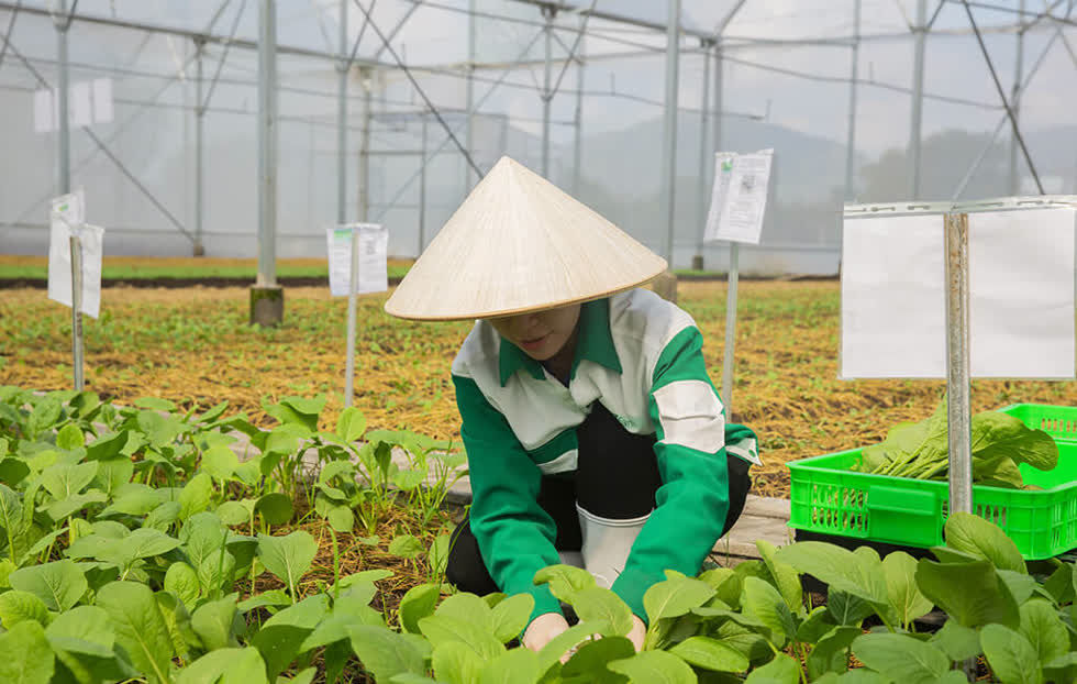 Dự án trồng rau đã được ông Nguyễn Đức Tài ấp ủ từ khi cho ra đời Bách Hoá Xanh. Ảnh: MWG