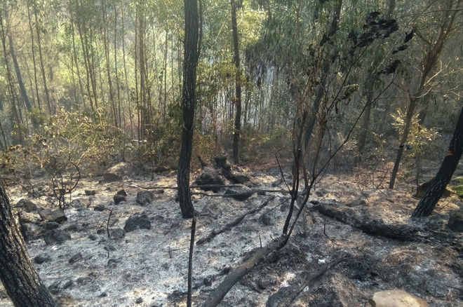 Cánh rừng sau khi bị cháy, vụ cháy khiến 20ha rừng bị thiệt hại. 