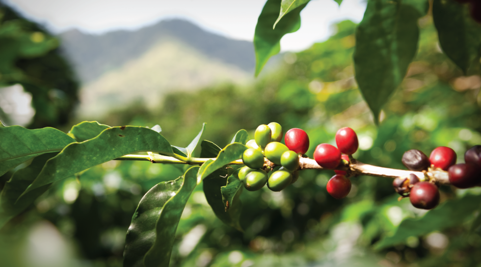 Giá cà phê thị trường thế giới tăng mạnh, trong nước tăng 500 đồng/kg