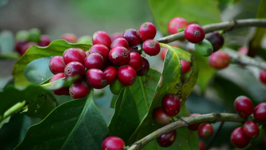 Giá cà phê thế giới giảm do nguồn cung dồi dào
