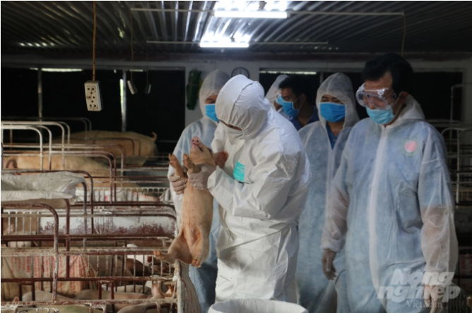   Tỉnh Thừa Thiên Huế đang phát triển đàn heo theo hướng chăn nuôi an toàn sinh học.   
