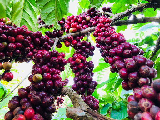 Dự báo tổng sản lượng cà phê 2020 tăng mạnh