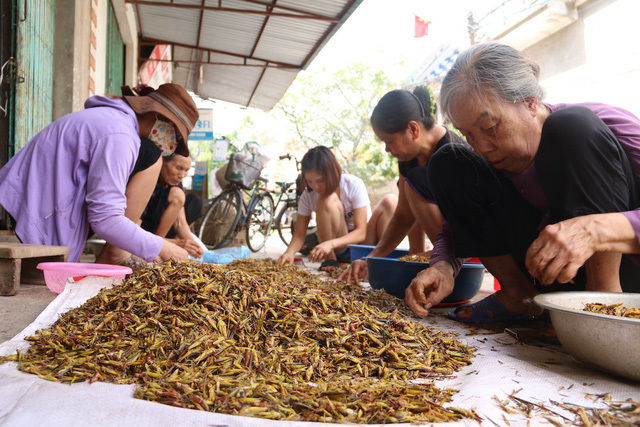   Sơ chế châu chấu trước khi giao cho khách.  