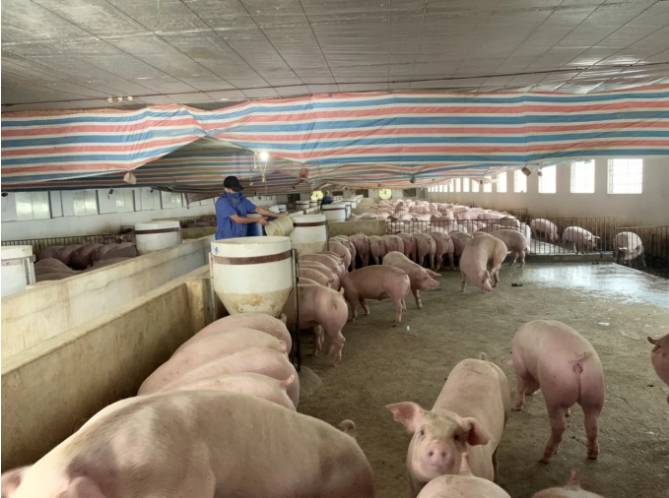   6 tháng cuối năm 2020 ngành chăn nuôi tiếp tục đẩy mạnh tăng đàn, tái đàn chăn nuôi lợn để sớm đáp ứng đủ nhu cầu tiêu thụ thịt heo trong nước. Ảnh: Nguyên Huân.  