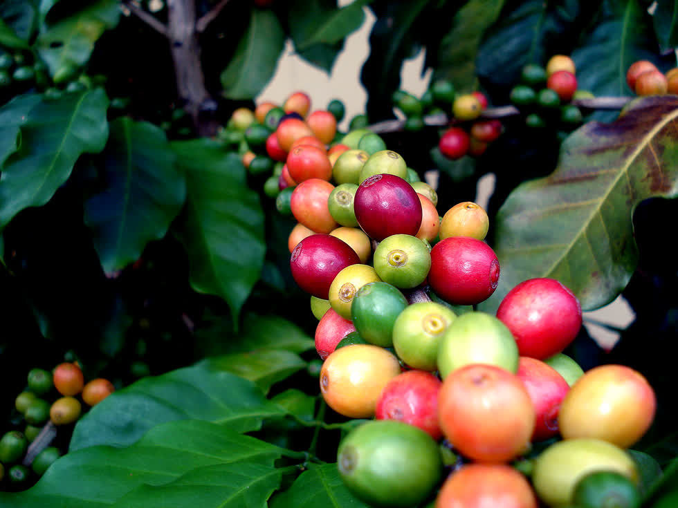 Cà phê thế giới tăng kỷ lục, giá thu mua trong nước cao nhất từ đầu năm đến nay
