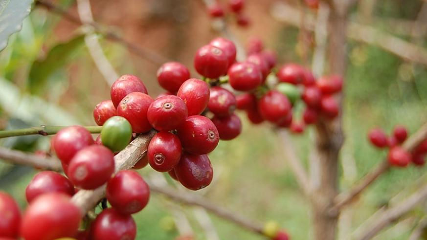 Giá cà phê thế giới tăng trở lại nhờ báo cáo tồn kho giảm