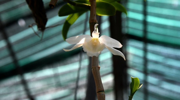   Lan đột biến trắng muốt tại nhà vườn hoa lan Thực Hà ở Đông La. (Ảnh: VOV).  