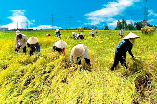 Thị trường tuần qua: Vàng, xăng dầu đồng loạt giảm, gạo Việt Nam giá cao nhất thế giới  