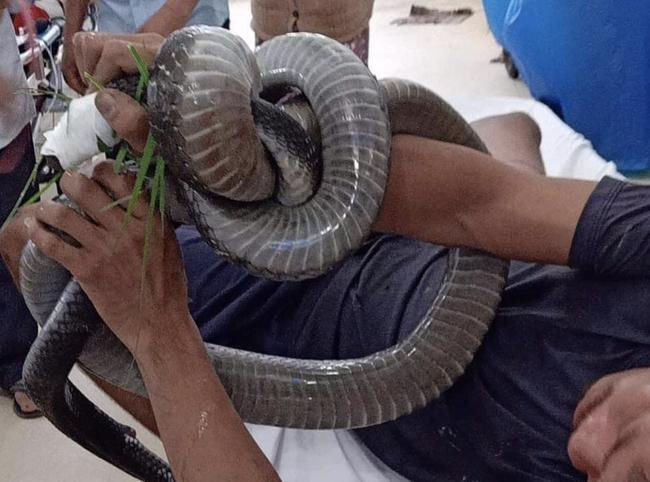 Con rắn quấn chặt người đàn ông khi vào viện.