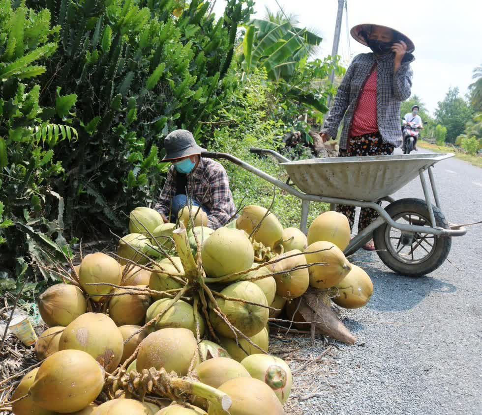   Giá dừa tươi giảm, dừa khô tăng.  