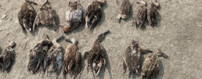 Hơn 17.000 con chim ở hồ Sambhar, Ấn Độ chết do độc tố botulinum. Ảnh: Vikas Choudhary