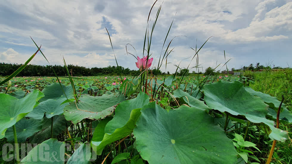   Nhắc đến Tam Đa, người dân thường nghĩ đến các hồ sen rộng thênh thang, từng búp sen hồng nở rực khắp hồ, là một trong những địa điểm dã ngoại thích hợp cho người dân TP.HCM thư giãn, chụp ảnh.  