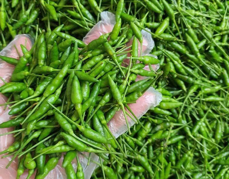 Ớt gió - đặc sản nổi tiếng của Hà Giang đang được người tiêu dùng ưa chuộng.