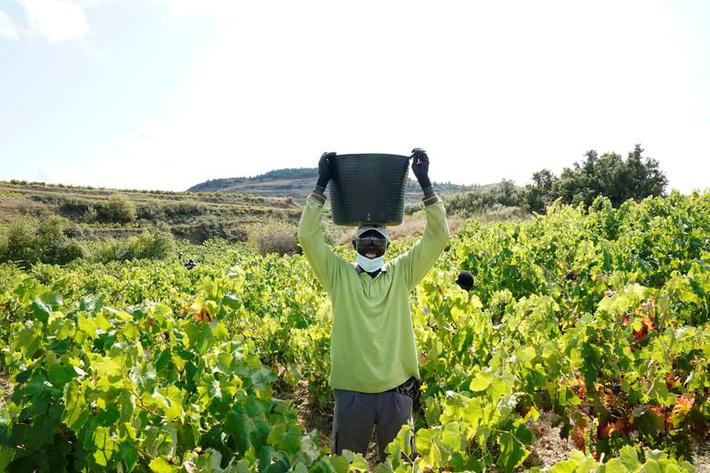 Một công nhân ngành rượu đeo mặt nạ thu thập nho ở Samaniego, Rioja Alavesa, Tây Ban Nha. Ảnh: Reuters.
