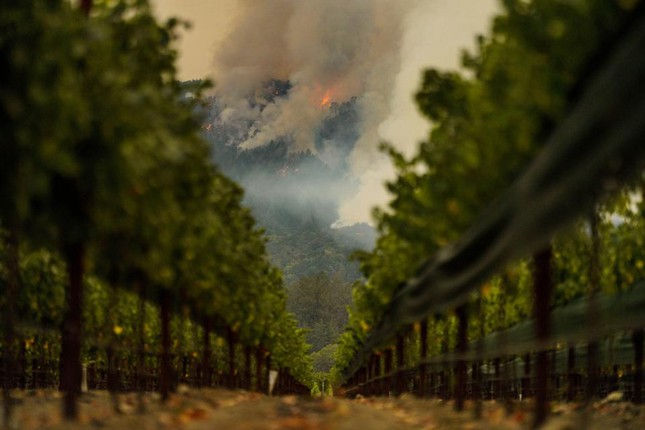  Đám cháy ở Hạt Napa bùng lên tại một sườn núi trước vườn nho Beckstoffer ở St. Helena, California vào ngày 28/9.