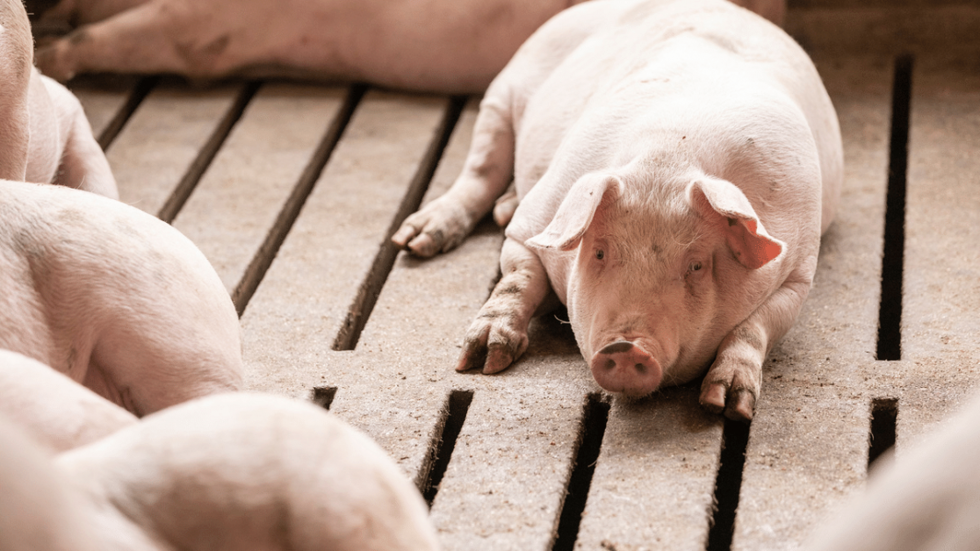 Heat stress in pigs header