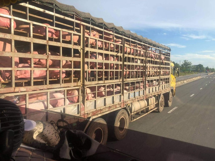 Nhiều doanh nghiệp nhập khẩu lợn về Việt Nam đang lỗ nặng do gặp nhiều rủi ro ngoài kiểm soát.