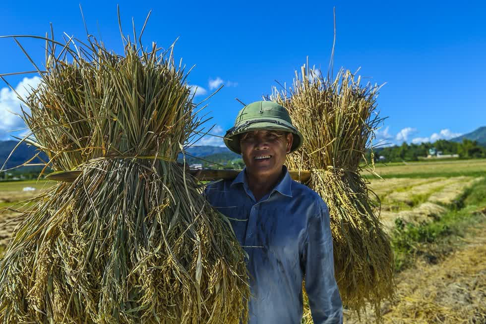Giá gạo xuất khẩu Việt Nam được dự báo giảm trong thời gian tới