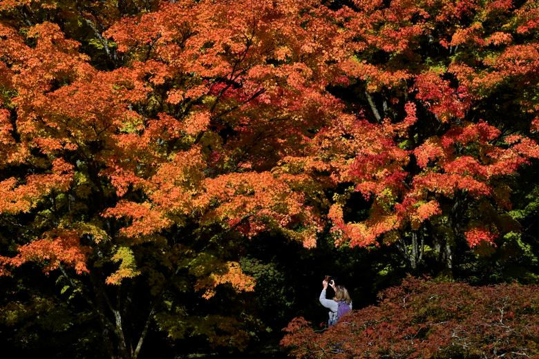 Một du khách ngắm nhìn những tán lá màu sắc mùa thu tại Vườn ươm Westonbirt, Tetbury, Anh Quốc, ngày 29/9.