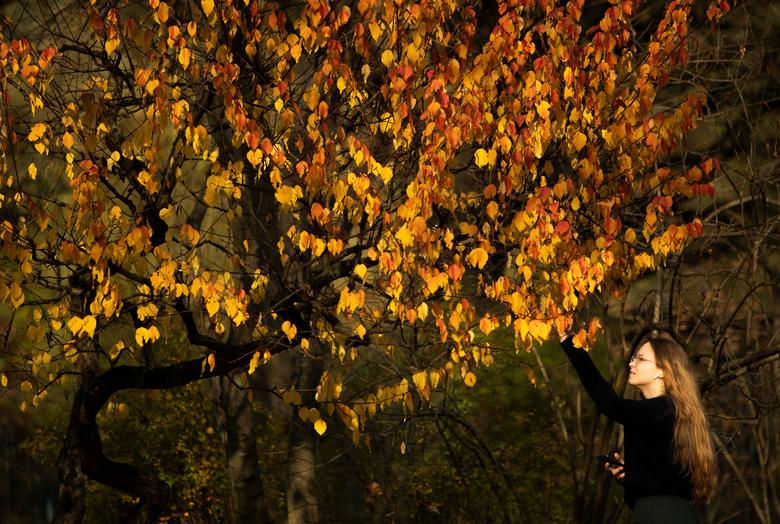 Một người phụ nữ chạm vào những chiếc lá vàng trên cây trong Vườn Nhật Bản trong thời tiết nắng ấm mùa thu ở Moscow, Nga ngày 14/10.
