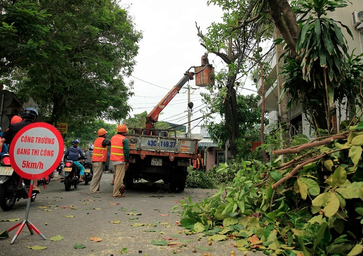 Công nhân cắt tỉa cây xanh trước khi bão đổ bộ