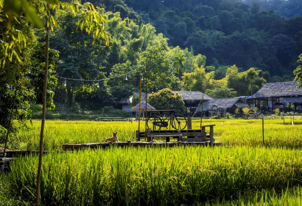 Toàn cảnh ngôi làng trống vắng của tại Baan Tong Luang. Ảnh: AFP