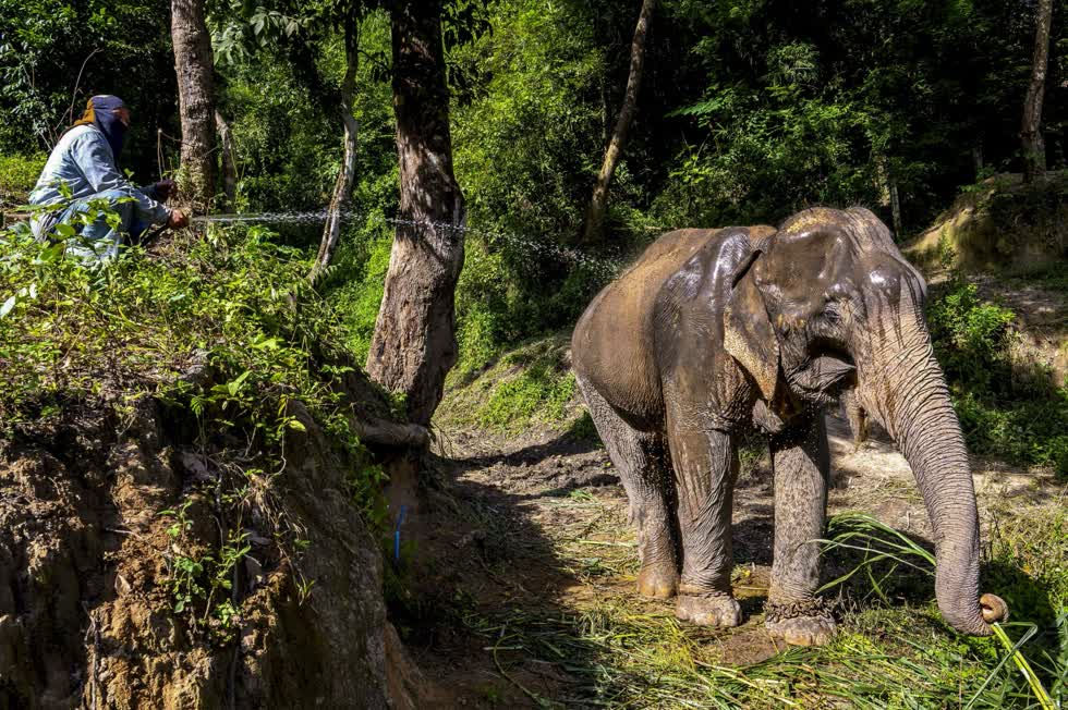 Không có khách du lịch, những con voi này cũng ít làm việc hơn. Ảnh: AFP