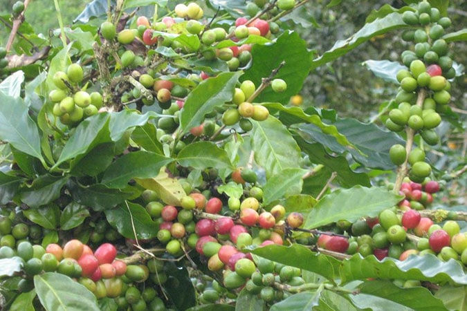 Cà phê Tây Nguyên vượt 33.000 đồng/kg