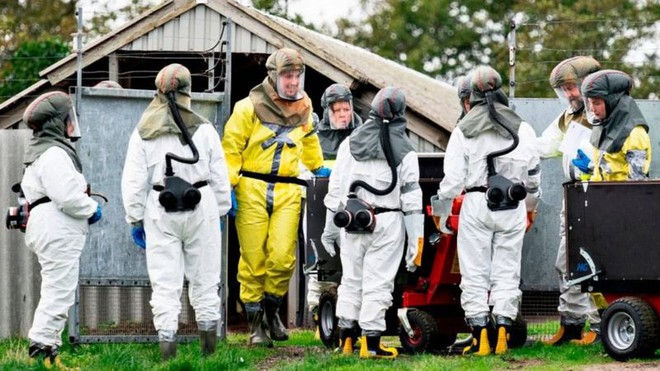   Các nhân viên y tế Đan Mạch tiến hành tiêu hủy chồn ở Đan Mạch. Ảnh: AFP.  