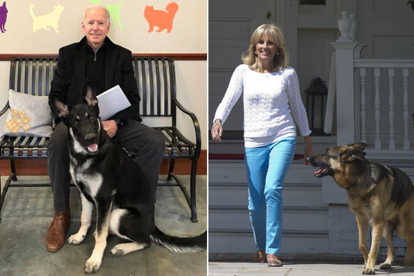 Ông Joe Biden chụp ảnh cùng con chó tên Major (trái), còn vợ ông, bà Jill Biden, chụp ảnh cùng con chó tên Champ. Ảnh: New York Post