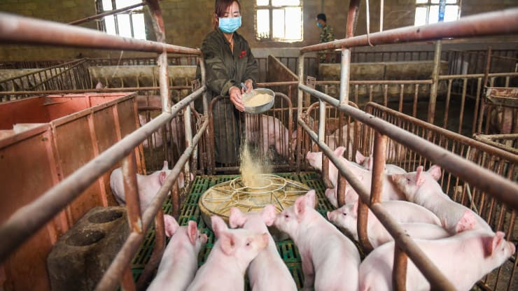 Lần đầu tiên sau hơn 1 năm, 'cơn sốt' thịt lợn Trung Quốc hạ nhiệt